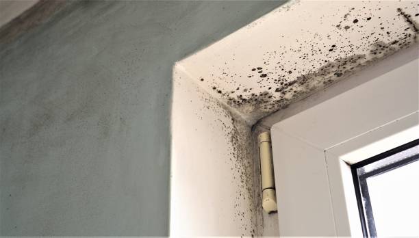 Best Environmental Consulting for Mold Prevention  in Salem Lakes, WI