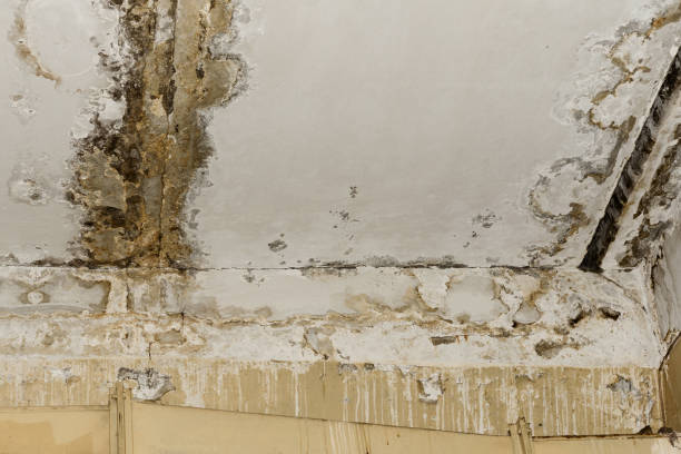 Best Mold Remediation for Rental Properties  in Salem Lakes, WI